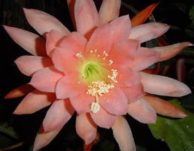 Epiphyllum Crenatum \'Salmon Pink\' 5 Seeds